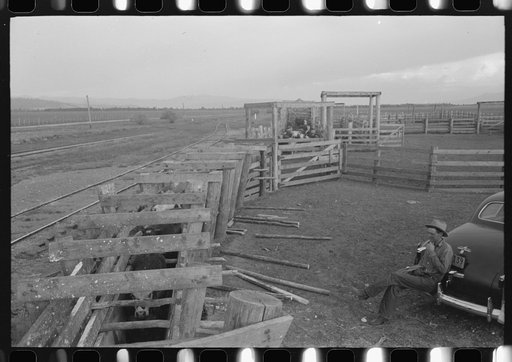 Cattle with hoof rot are driven through these pens which contain solution of blue vitriol. The Cruzen Ranch, Valley County, Idaho