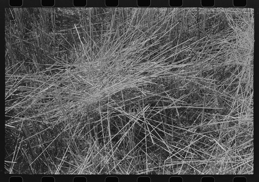Stubble left in wheat field after combine has been through. Eureka Flats, Walla Walla County, Washington