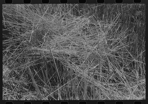 Untitled photo, possibly related to: Stubble left in wheat field after combine has been through. Eureka Flats, Walla Walla County, Washington