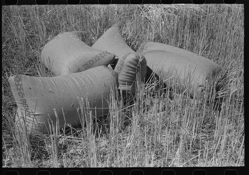 Untitled photo, possibly related to: Stubble left in wheat field after combine has been through. Eureka Flats, Walla Walla County, Washington