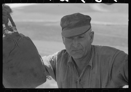 Harvest hand, wheat harvest, Walla Walla County, Washington