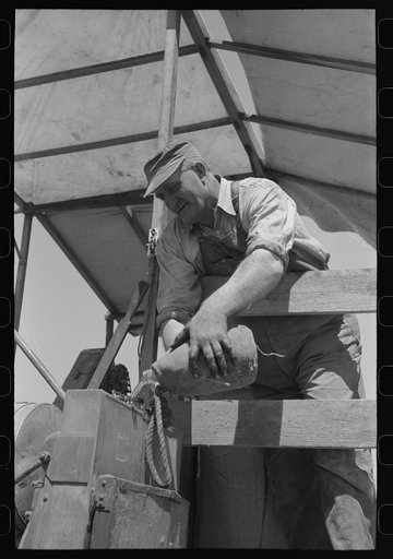 Harvest hand on combine. Walla Walla County, Washington