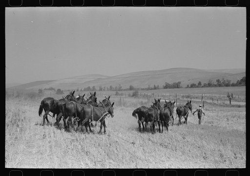 Mules are unhitched from combine and left to feed and water at noon. Walla Walla County, Washington