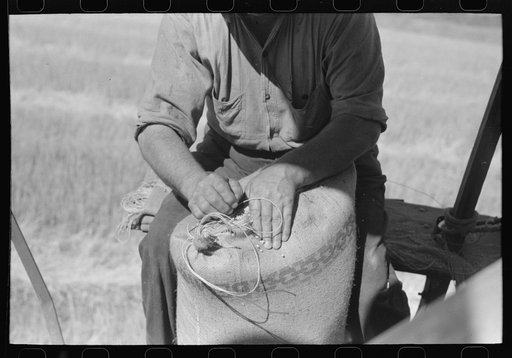 Sewing sack of wheat on combine, Walla Walla County, Washington