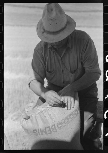 Sewing sack of wheat on combine. Walla Walla County, Washington