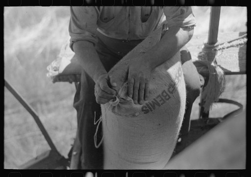 Sewing sack of wheat on combine. Walla Walla County, Washington