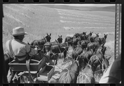 Walla Walla County, Washington. Farmer and the mules which pull the combine through the wheat field