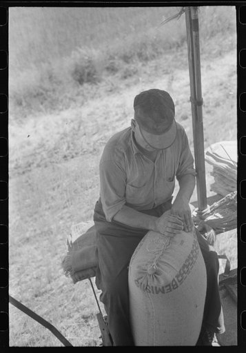 Walla Walla County, Washington. Wheat farmer on a combine sewing up the Bemis bags of harvested wheat