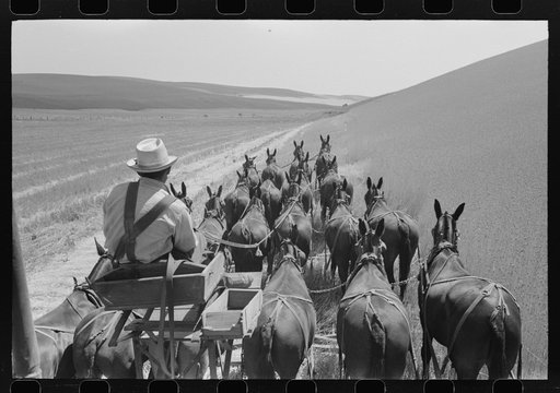 Walla Walla County, Washington. Farmer and the mules which pull the combine through the wheat fields