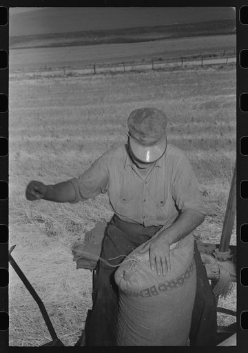 Walla Walla County, Washington. Wheat farmer sewing up the Bemis bags of wheat