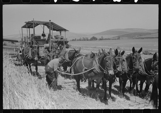 Walla Walla County, Washington. Mules are being unhitched from the combine to feed and water at noon in a wheat field
