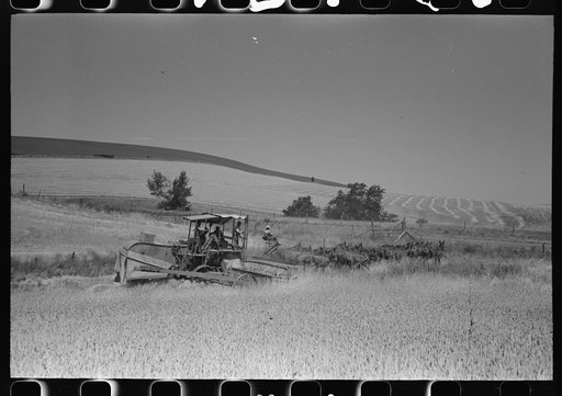 Walla Walla County, Washington. Working in a wheat field with a combine drawn by a mule