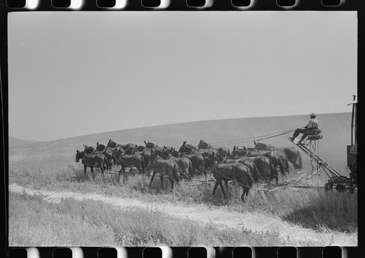 Walla Walla County, Washington. Farmer and the mule which pull the combine through the wheat field