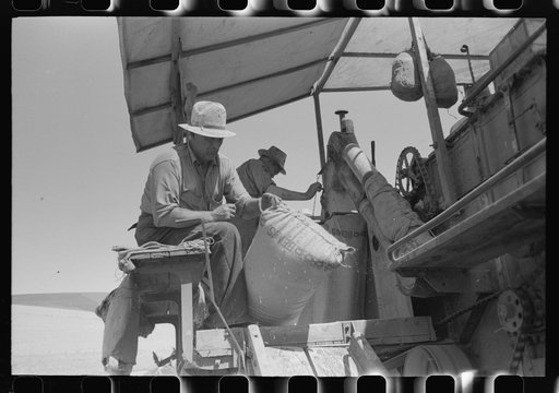 Walla Walla County, Washington. Men on the combine in a wheat field. The man in the foreground is sewing up the bags of wheat