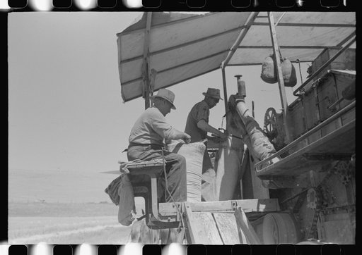 Walla Walla County, Washington. Men on the combine in a wheat field. The man in the foreground is sewing up the bags of wheat