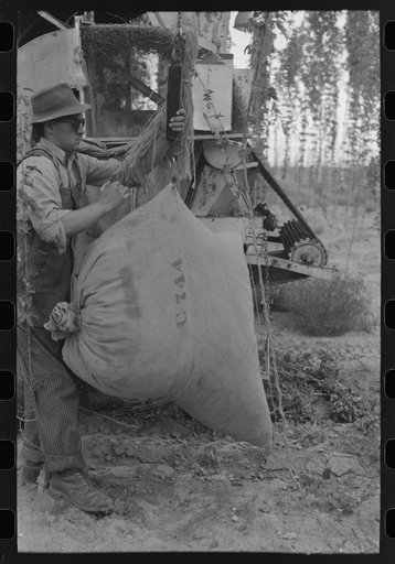 Weighing sack of green hops picked by portable-type mechanical hop picker, Yakima Chief Hop Ranch, Yakima County, Washington