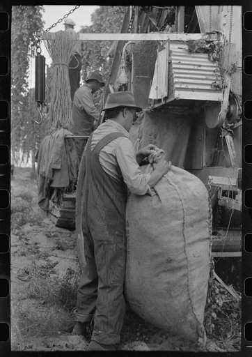 Taking sack of hops from portable-type mechanical hop picker, Yakima Chief Hop Ranch, Yakima County, Washington
