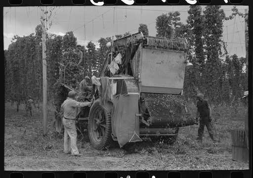 Untitled photo, possibly related to: Portable-type mechanical hop picker. Yakima Chief Hop Ranch, Yakima County, Washington