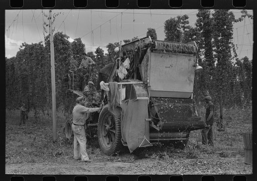 Portable-type mechanical hop picker. Yakima Chief Hop Ranch, Yakima County, Washington