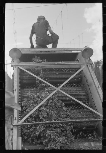 Detail of cleaning apparatus on portable-type mechanical hop picker, Yakima Chief Hop Ranch, Yakima County, Washington