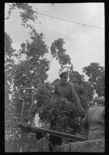 Tearing down hop vines which will be fed into the portable-type mechanical hop picker, Yakima Chief Hop Ranch, Yakima County, Washington