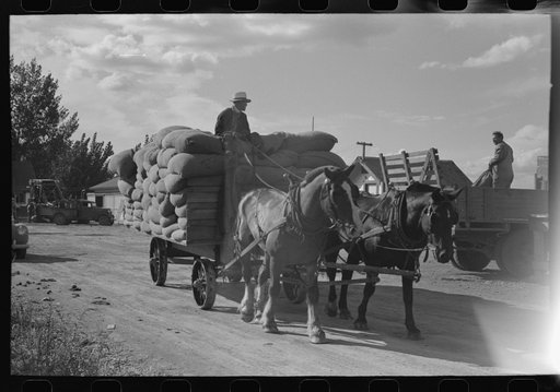 Bringing in sacks of hops after they have been picked by portable-type mechanical picker, Yakima Chief Hop Ranch, Yakima County, Washington