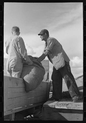 Loading sack of hops into wagon for transporting to kiln, Yakima County, Washington