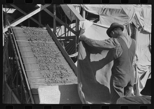 Hops coming from portable-type mechanical picker, Yakima Chief Hop Ranch, Yakima County, Washington
