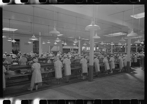 Tuna packing, Columbia River Packing Association, Astoria, Oregon
