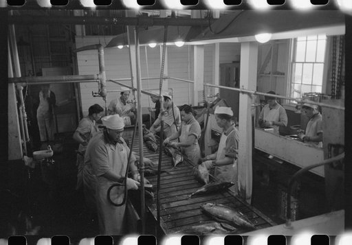 Gutting tuna, Columbia River Packing Association, Astoria, Oregon