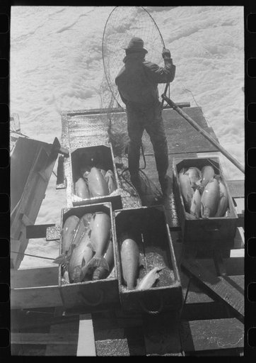 Indians fishing for salmon, Celilo Falls, Oregon