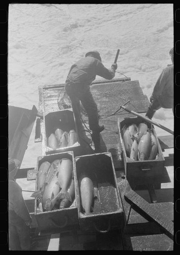 Indian fishing for salmon, Celilo Falls, Oregon. The Indians sell to commercial canneries