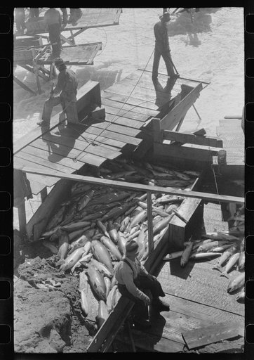 Indian fishing for salmon, Celilo Falls, Oregon. The Indians sell to commercial canneries