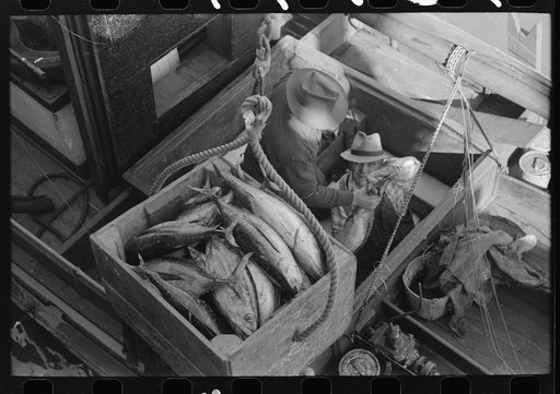 Unloading tuna from fishing boat at docks of Columbia River Packing Association, Astoria, Oregon