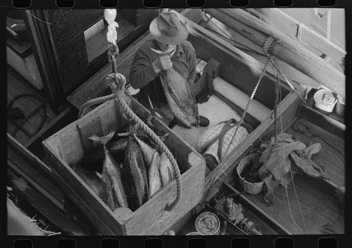 Unloading tuna from fishing boat at docks of Columbia River Packing Association, Astoria, Oregon
