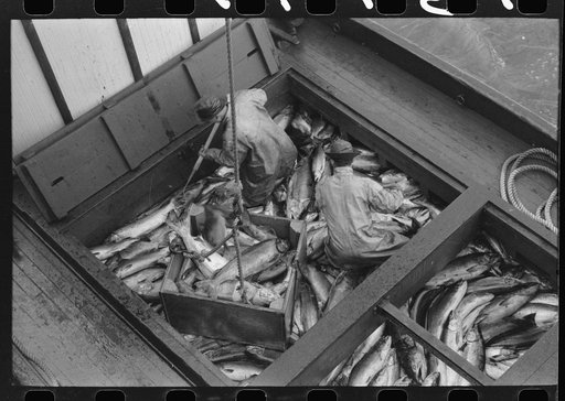 Salmon in fishing boat unloading at the docks of the Columbia River Packing Association, Astoria, Oregon
