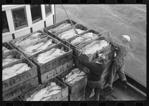 Boxes of salmon and ice on fishing boat unloading at the docks of the Columbia River Packing Association, Astoria, Oregon