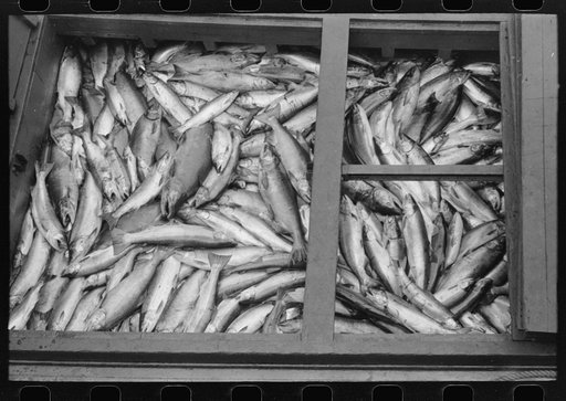 Salmon, Astoria, Oregon