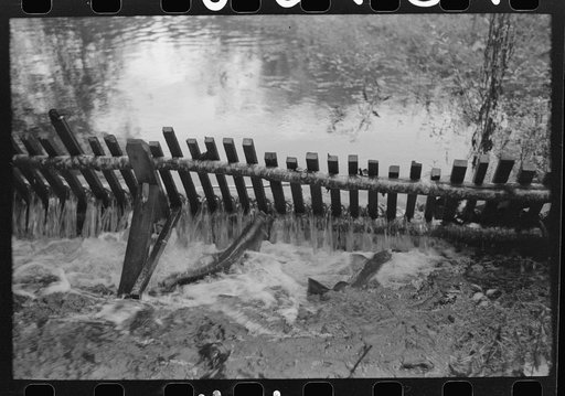Salmon in trap of hatchery. These salmon will be stripped of their eggs for artificial spawning. Astoria, Oregon