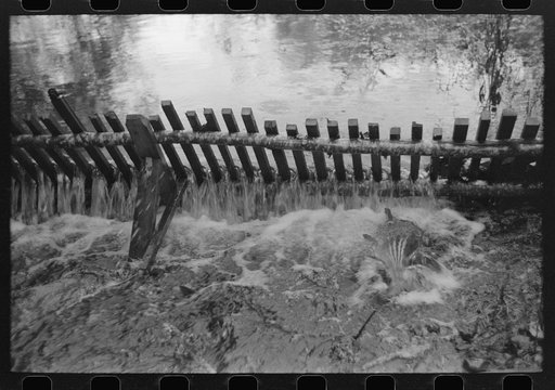 Untitled photo, possibly related to: Salmon in trap of hatchery. These salmon will be stripped of their eggs for artificial spawning. Astoria, Oregon