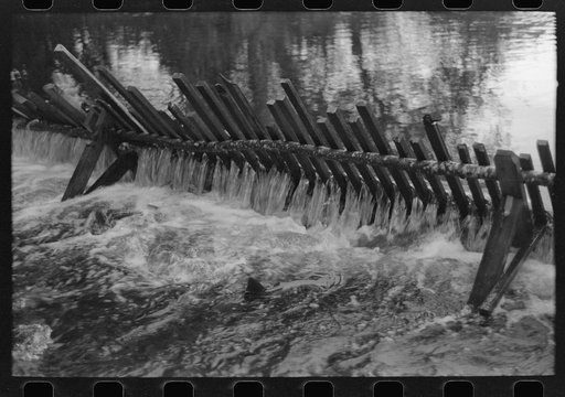 Untitled photo, possibly related to: Salmon in trap of hatchery. These salmon will be stripped of their eggs for artificial spawning. Astoria, Oregon