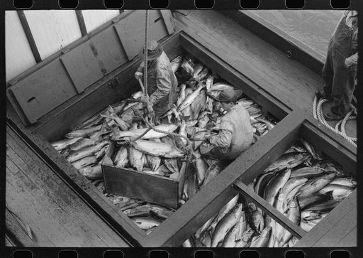 Salmon in fishing boat unloading at the docks of the Columbia River Packing Association, Astoria, Oregon