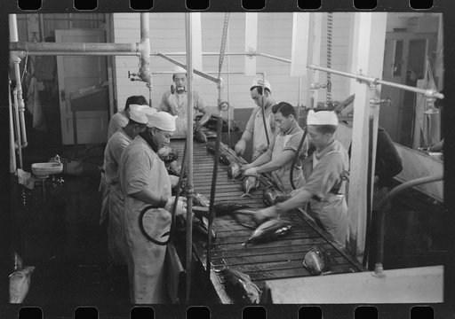 Gutting tuna, Columbia River Packing Association, Astoria, Oregon