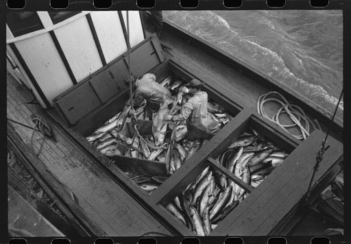 Unloading salmon from fishing boat at docks of the Columbia River Packing Association, Astoria, Oregon