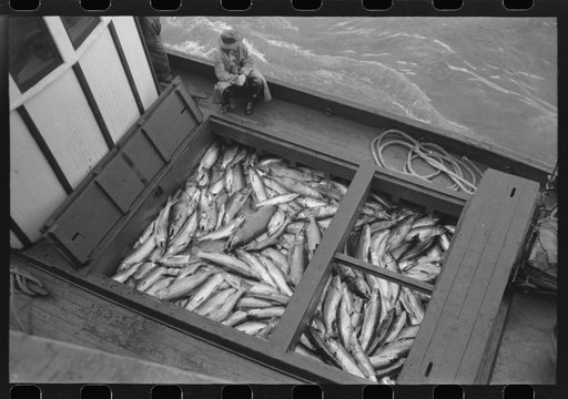 Boatload of salmon at the docks of the Columbia River Packing Association, Astoria, Oregon