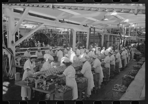 Untitled photo, possibly related to: Packing salmon into cans at the Columbia River Packing Association, Astoria, Oregon