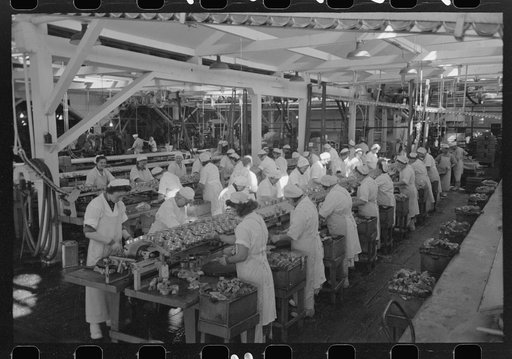 Packing salmon into cans at the Columbia River Packing Association, Astoria, Oregon
