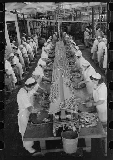 Packing salmon into cans at the Columbia River Packing Association, Astoria, Oregon