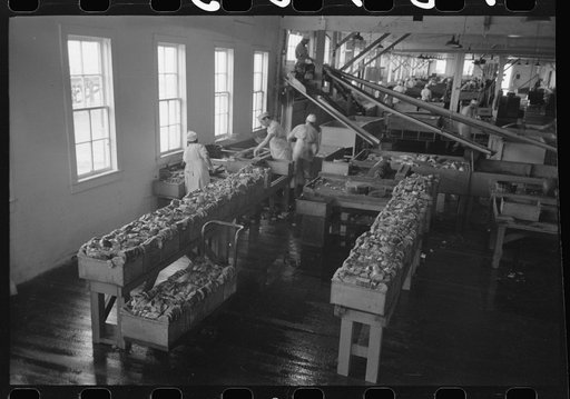 Sliced salmon ready for canning, Columbia River Packing Association, Astoria, Oregon