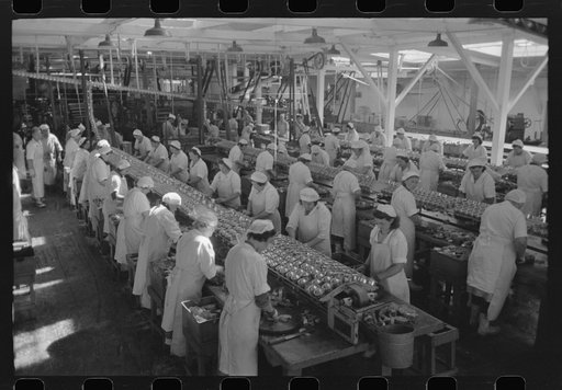 Sliced salmon ready for canning, Columbia River Packing Association, Astoria, Oregon